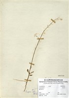 藏品(野甘草)的圖片